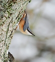 Nuthatch - F